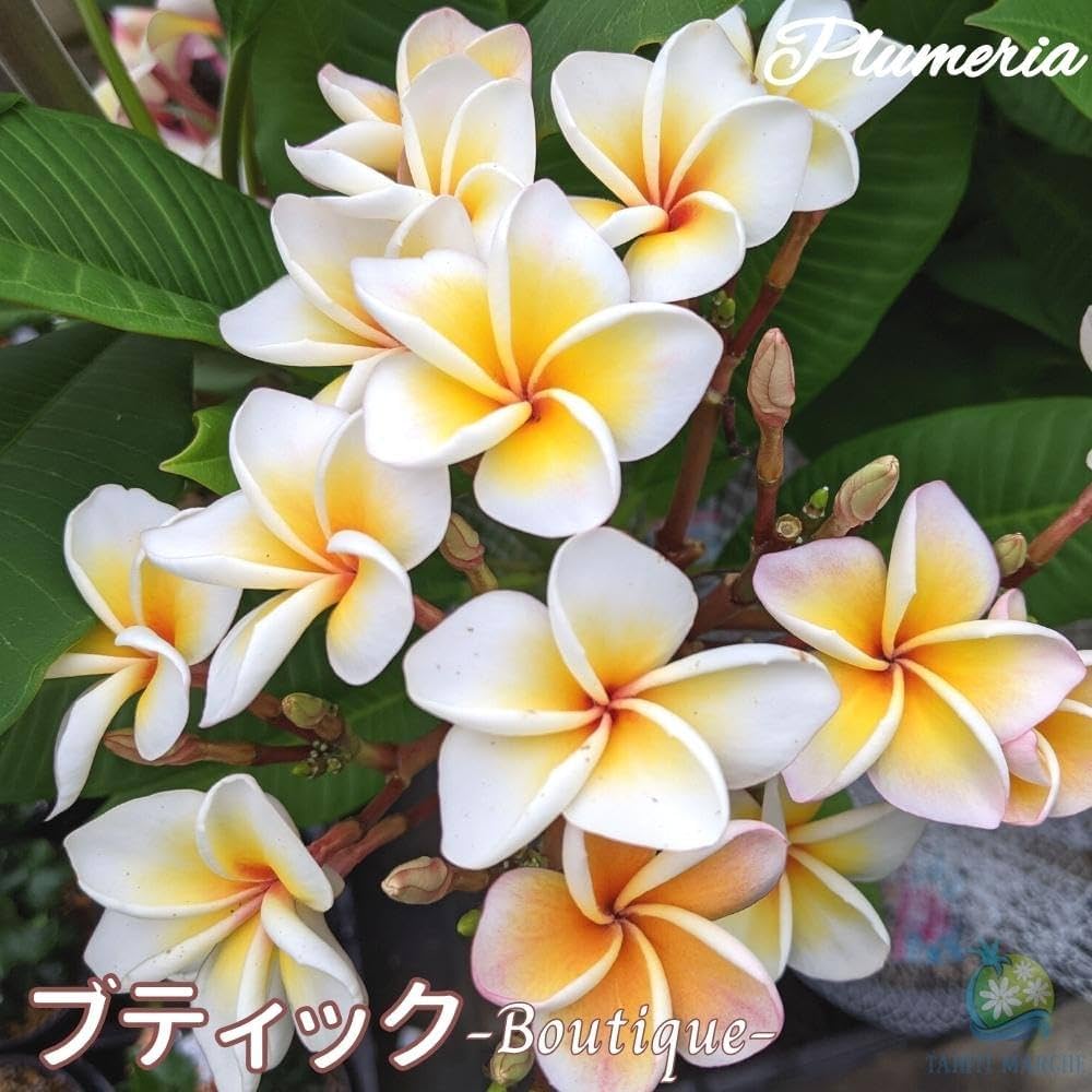❃purumeria❃さま専用 Amazon.co.jp: Plumeria Boutique No. 5 Pot, Standard Variety
